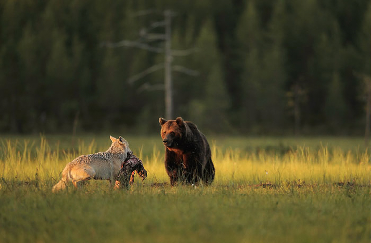 Sin embargo, este oso macho y esta hembra lobo tienen un lado mas sensible y cenan juntos.