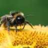 How to help bees: 8 practical action steps YOU can take to befriend bees and make a real difference