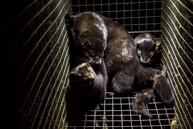 In the light of the COVID-19 outbreaks, this has now been brought forward. In 2016, the Netherlands had some 160 fur farms producing five million pelts a year and the country was the third biggest fur farming nation in the world behind Denmark and China.
