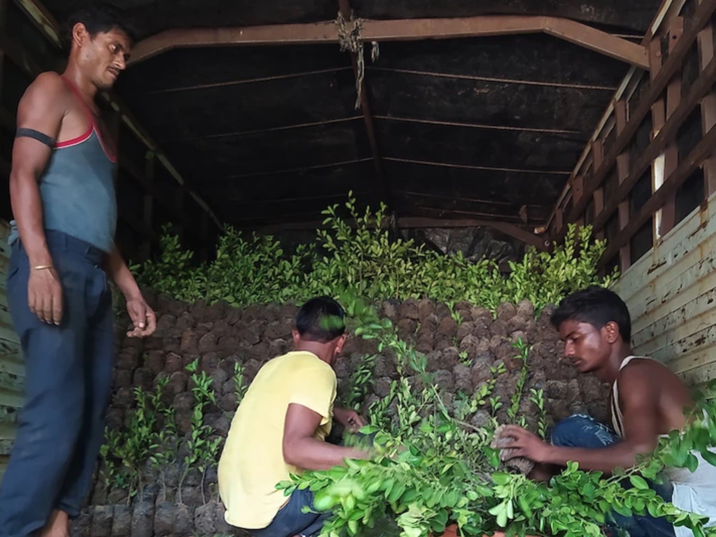 All are native trees that produce a high yield of fruit seasonally or year round. As these trees mature and yield fruit, they ensure food for local people during difficult times, acting as an insurance policy during times of drought or pandemic-induced insecurity.