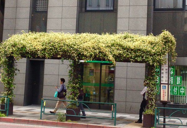In the Shinjuku district of Tokyo, many bus stops are covered with fragrant Trachelospermum jasminoides.