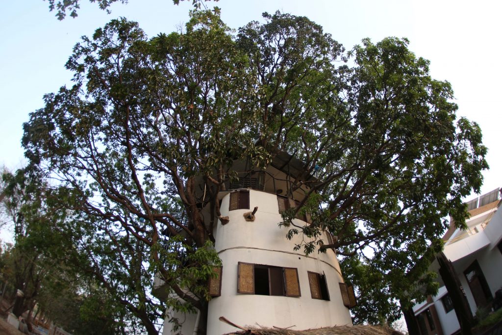 Singh says his wife and son enjoy their lives in their house, and that they are rewarded by the tree with fresh mangoes every summer.