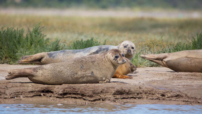 The first ever comprehensive count of seal pups born in the Thames has provided evidence that harbour seals are breeding in London’s river, with an incredible 138 pups recorded during the pioneering pup-count undertaken by the Zooloical Society of London in 2018.