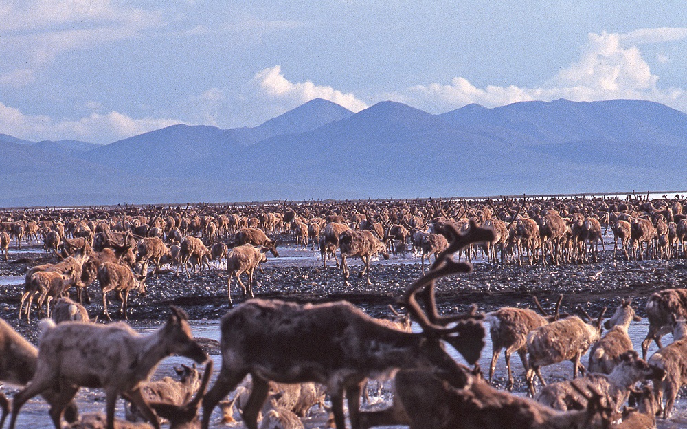 Every summer, over 150,000 caribou gather in the fields beside Kongakut River in Alaska’s Arctic National Wildlife Refuge to give birth and raise their calves before heading south for the winter.