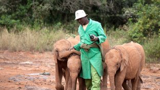 Meet the men who play “Mom” to orphaned baby elephants — they even tuck them in at night