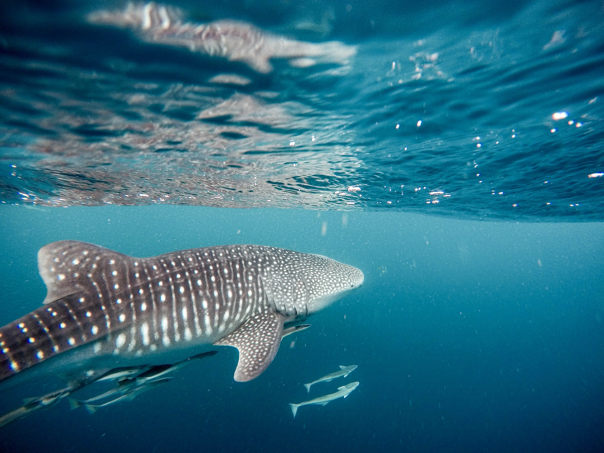 With the exception of the Mediterranean Sea, whale sharks can be found in all temperate and tropical oceans around the world and migrate thousands of miles to different feeding grounds. But moving is slow going, as they move at speeds of little more than 3 miles per hour.