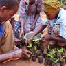 Size of Wales plants ten millionth tree in Uganda