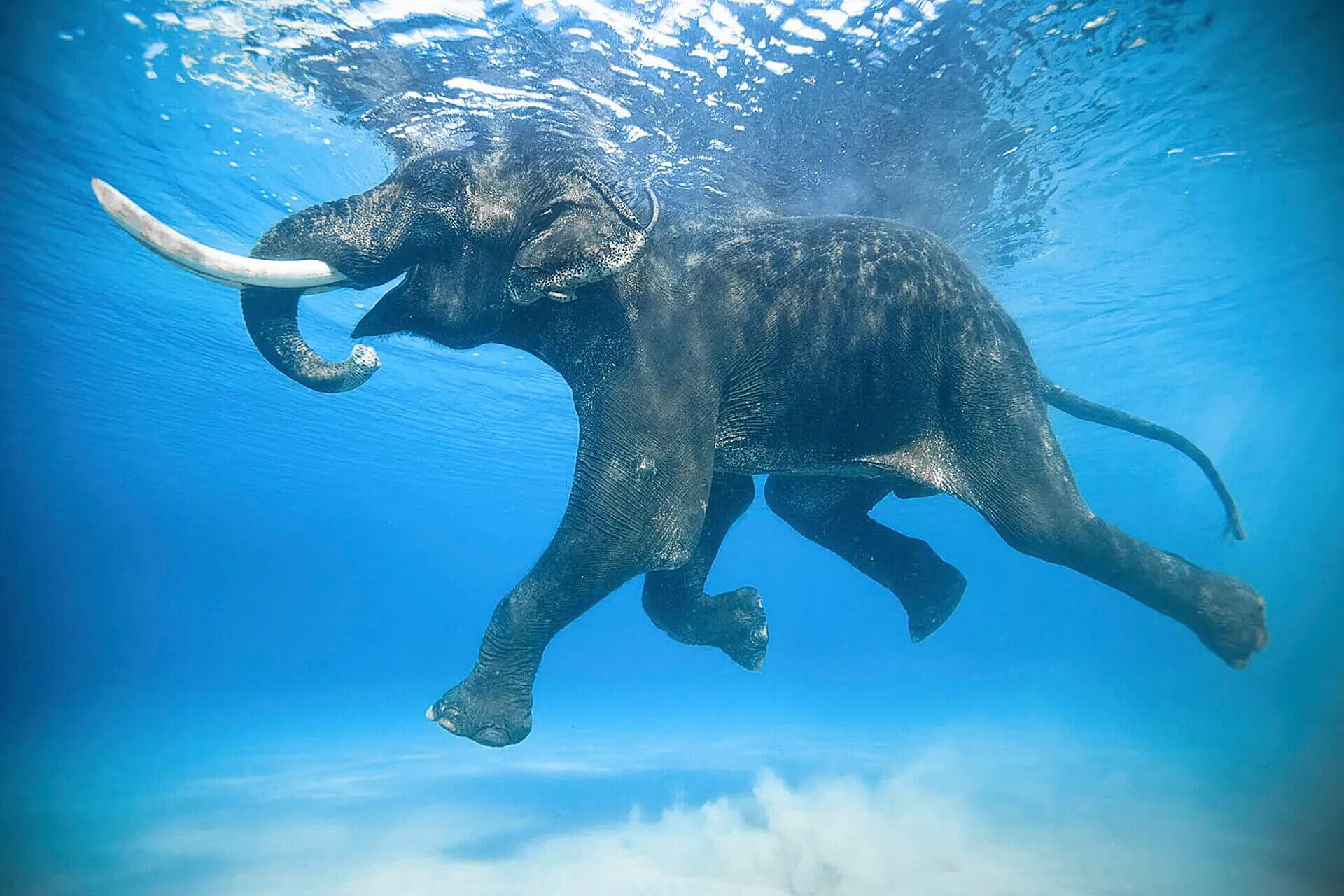‘Rajan is a 66-year-old Asian elephant brought to the Andaman Islands for logging in the 1950s. He and 10 other elephants were forced to swim to help bring logged trees to nearby barges and on to the next island. When logging was banned in 2002, Rajan was out of a job. He spent the rest of his days enjoying retirement on one of the islands he helped log. Rajan was the last of the group to survive until his death in 2016. He was truly the last of his kind.’ Jody MacDonald is an award-winning photographer.