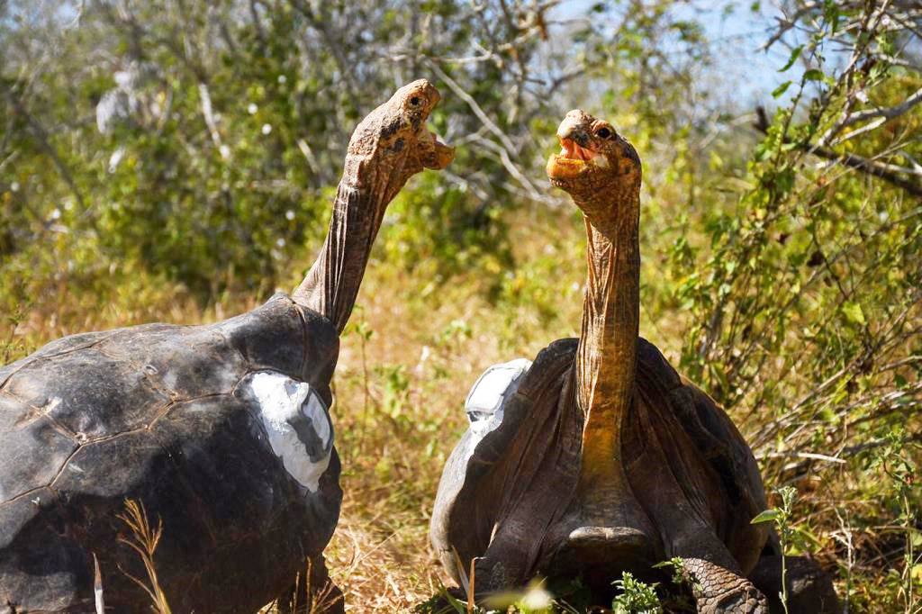 Despite their great age (Diego is more than 100 years old), each tortoise remains fit and agile and is expected to do well back on its home island — and perhaps even better than in captivity, given the abundant food and space now on Española Island. Diego may have another 50 years of retirement ahead.