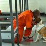 Los presos comparten sus celdas con perros. El efecto es increíble!