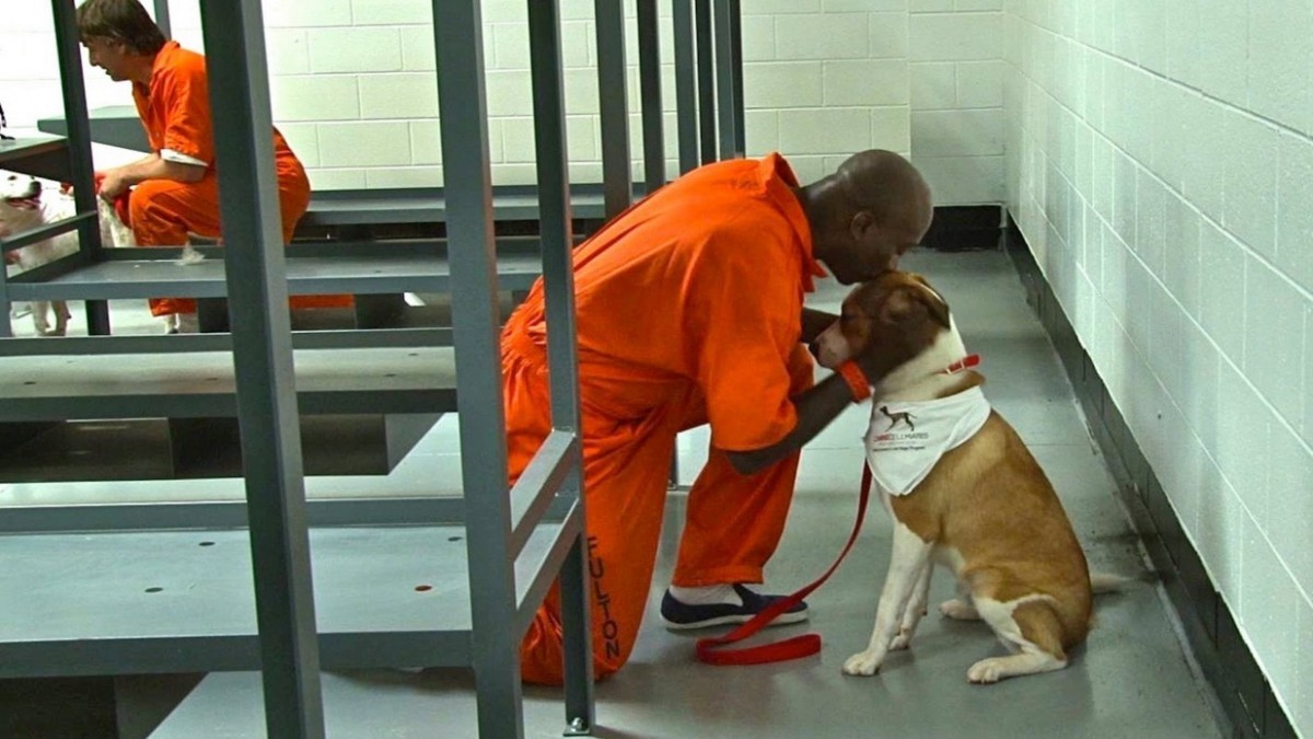 Los presos comparten sus celdas con perros. El efecto es increíble! - BrightVibes