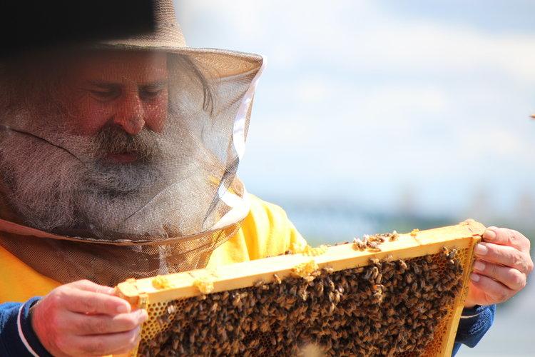 Homeless men are reintegrating through urban beekeeping program