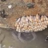 If you see this, don&#8217;t touch it, and don&#8217;t kill their mother… Those are octopus eggs!?