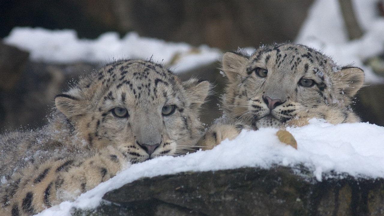 Russian snow leopards now protected by the ex-poachers who used to hunt them
