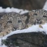 Russian snow leopards now protected by the ex-poachers who used to hunt them