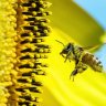COSTA RICAN CITY GRANTS CITIZENSHIP TO BEES AND TREES