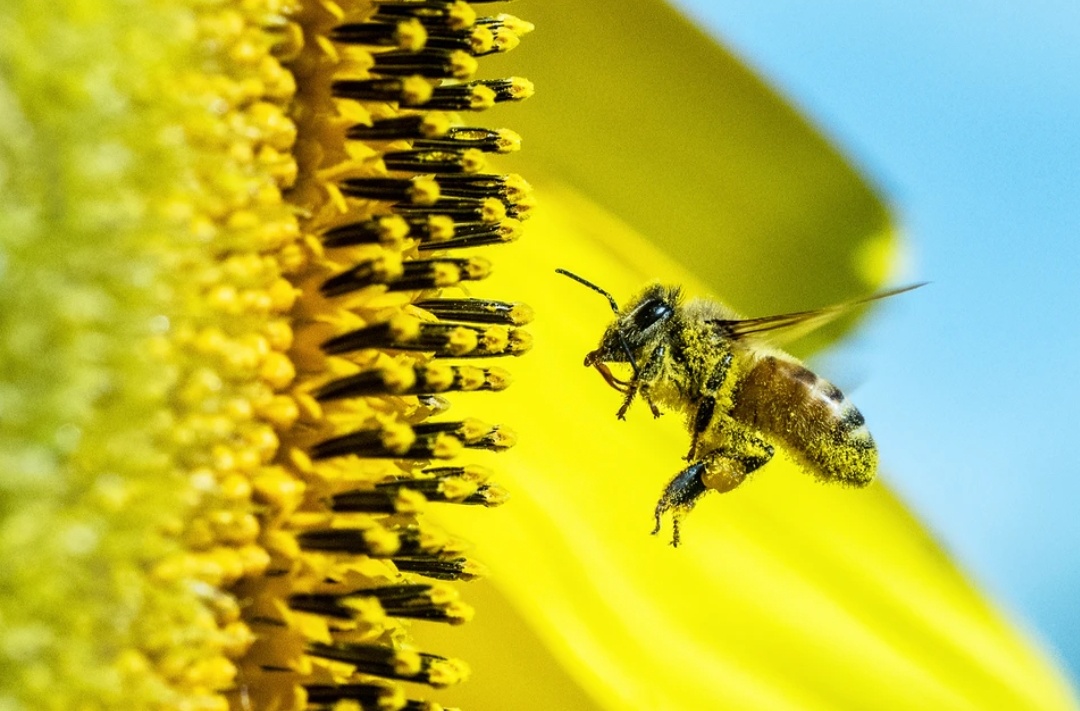 Costa Rican Bee COSTA RICAN CITY GRANTS CITIZENSHIP TO BEES AND TREES - BrightVibes