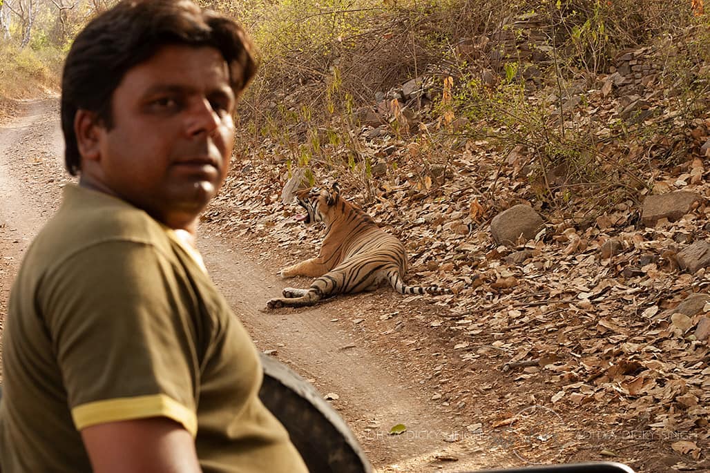 The Singhs slowly started buying land parcels adjacent to each other just outside the Ranthambore Tiger Reserve’s boundary, and leaving the land untouched to return to its original wild state.
