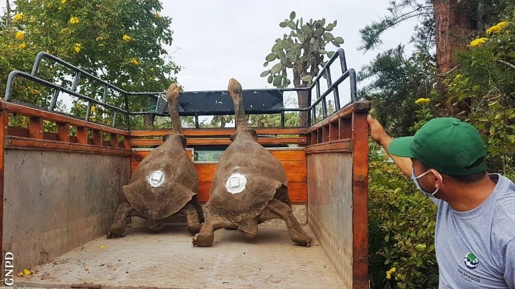 With their return to their island of origin, they will join approximately 2,300 other tortoises that now reproduce naturally on the island — which is now able to support the growing tortoise population in the long term following the eradication of introduced goats. The Española captive breeding program is officially closed after being deemed a success.