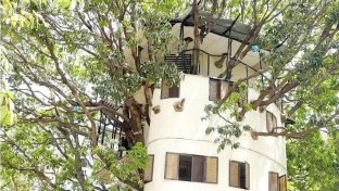 Not one but two Indian families have built spacious homes around large old fruit trees
