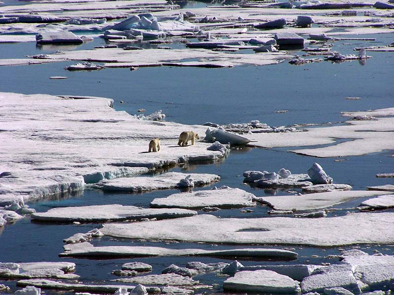 Thanks to the thickness of multi-year pack ice and North America’s last remaining ice shelves, Tuvaijuittuq could become a final refuge for sea ice-dependent species like narwhal, polar bear, walrus, seal and beluga as well as the under-ice algae that fuels the entire Arctic food web. The Last Ice Area is a vital climate adaptation effort. (image©Sophie Galarneau)