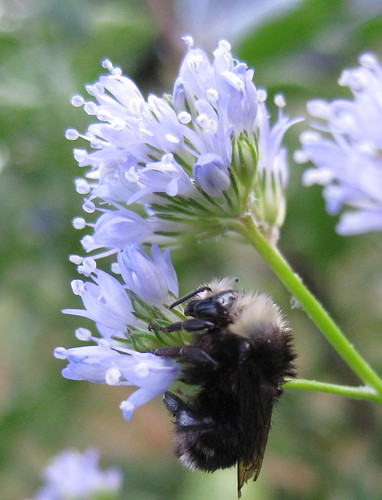Con sus antenas que caen, esta abeja está profundamente dormida aunque parece estar colgando. Sus mandíbulas se sujetan firmemente a la planta.