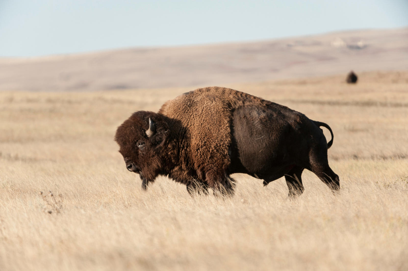 Between 30 and 60 million buffalo used to roam the Great Plains, but by 1900 there were less than 1000 left in North America. In addition to providing food security, the bison are expected to restore the reservation’s dying grasslands, as they have done in other parts of South Dakota.