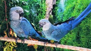 Spix’s macaw—once extinct in the wild—bounces back in Brazil