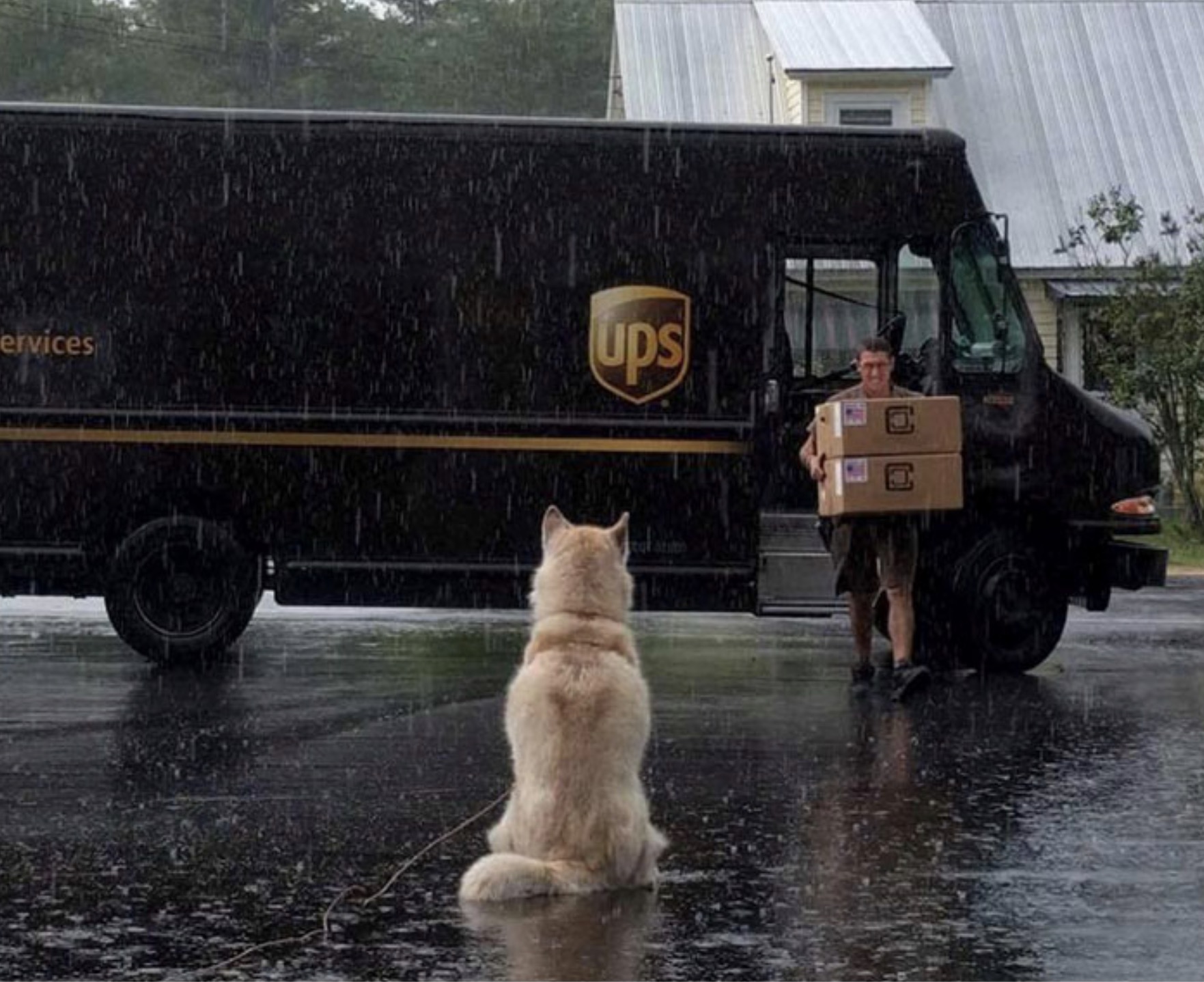 A pesar del mal tiempo, este perro espera pacientemente a su visitante de UPS.