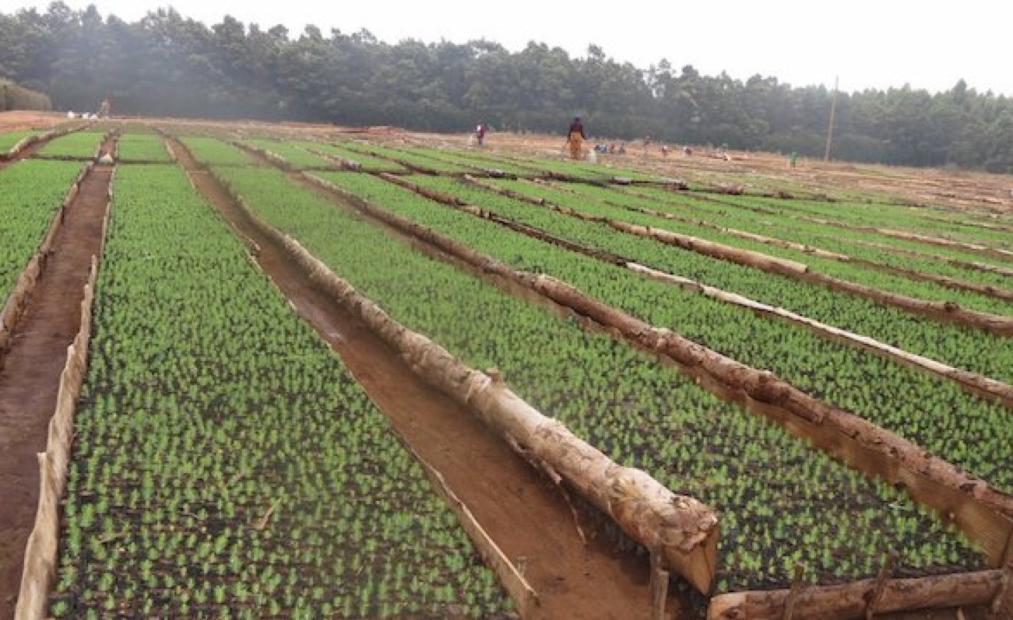 The long-term solution is to educate local people about how to grow and plant trees, the values of trees, and how to manage multi-purpose forests that provide benefits to local people. Reforested areas provide much more than shade and visual enhancement! They create sustainable forest products such as fruit, animal fodder, firewood, timber, and natural medicine such as Neem (Azadiractica indica).