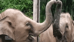 Like only human toddlers, great apes, magpies and dolphins, elephants can recognise themselves in a mirror.
