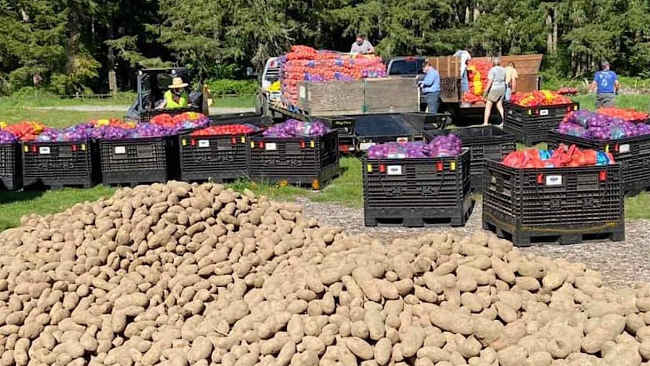 Washington Man Rescues more than 1000 tonnes of Crops Going to Waste and Delivers Them to Food Banks