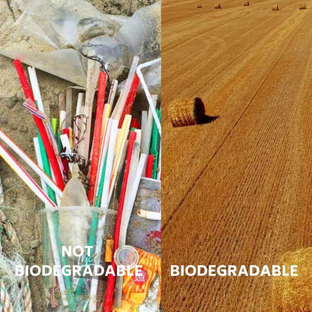 Whereas PLA and sugar cane straws need industrial installations to biodegrade, these straws just need nature. Simply because they're 100% natural.