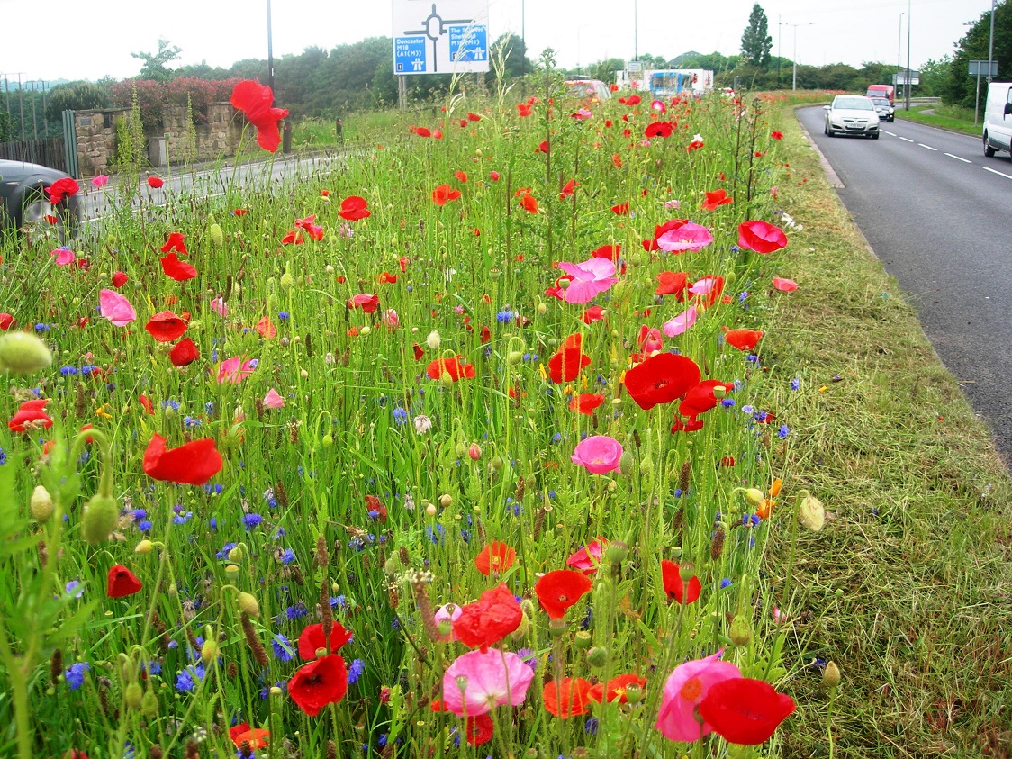 As well as producing a sensational splash of colour throughout the summer months, it provides a urban habitat for many insects, including bees. Great news for the environment, and the scheme also helps the council save around £23,000 in mowing costs per each two-year cycle.