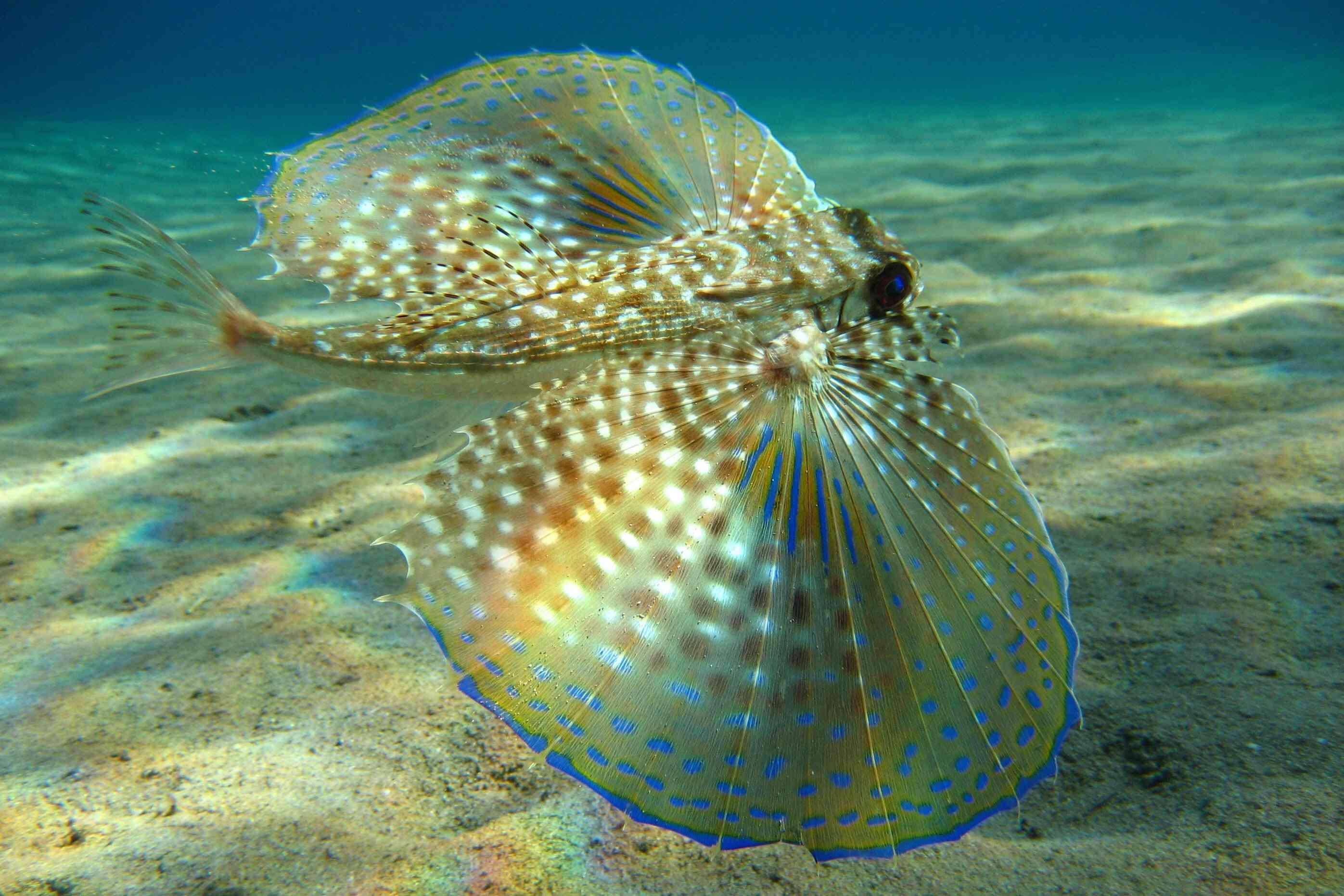 The flying gurnard is most notable for its eye-catching 