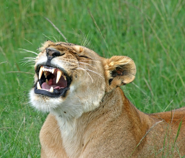 Animals laugh too, scientific analysis suggests - BrightVibes