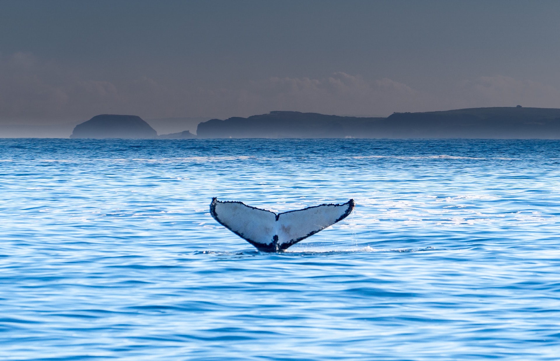 As more whales are killed, the ocean’s food distribution becomes destabilised and causes changes in the food supply of many other kinds of marine life. For example, a blue whale can consume as much as 40 million krill per day, so you can imagine its impact on stabilising the aquatic ecosystem if the blue whale species were to become extinct.