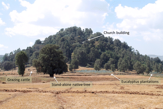 Church forests are normally located on hills. Note the native scattered (i.e., stand-alone) trees distinctly outside of the forest perimeter, young Eucalyptus plantations at the church forest edge, and cattle grazing right next to the forest.