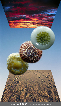 Three sand grains float between a beach and sunset: one coral sand grains and two bits of sea urchin spine are tiny natural mandalas.