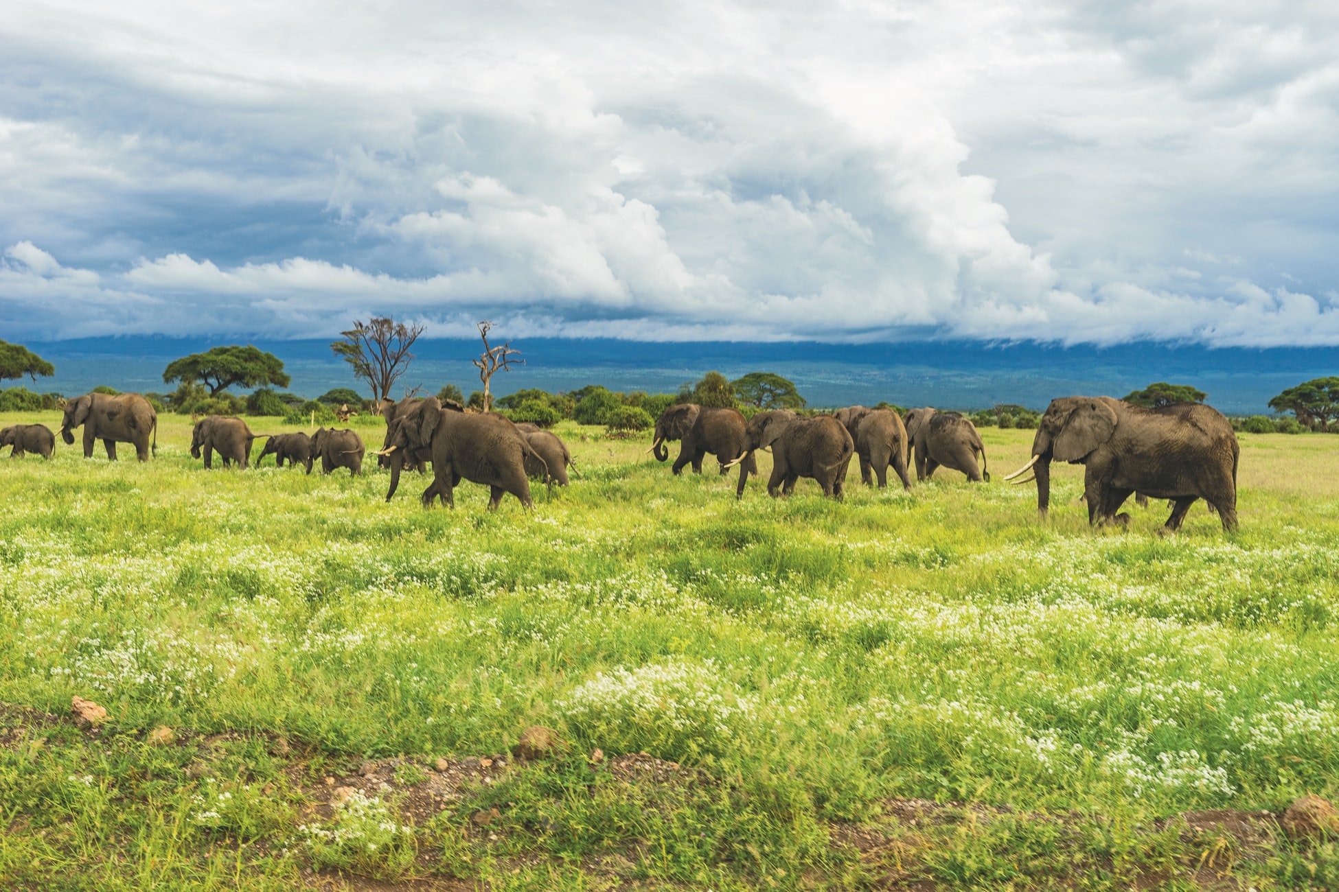 Elephants are intelligent and they move across national borders to where they are safer. If there’s been a clampdown on poaching in Tanzania, it may be that some have moved in, raising population numbers.
