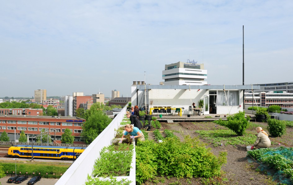 On the roof, vegetables, edible flowers and fruits are grown and there are beehives. The DakAkker is the biggest rooftop farm in The Netherlands, one of the biggest and also the first in Europe.