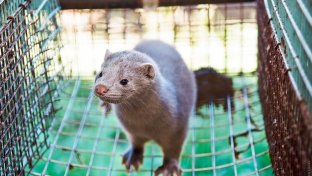Poland poised to ban fur farming