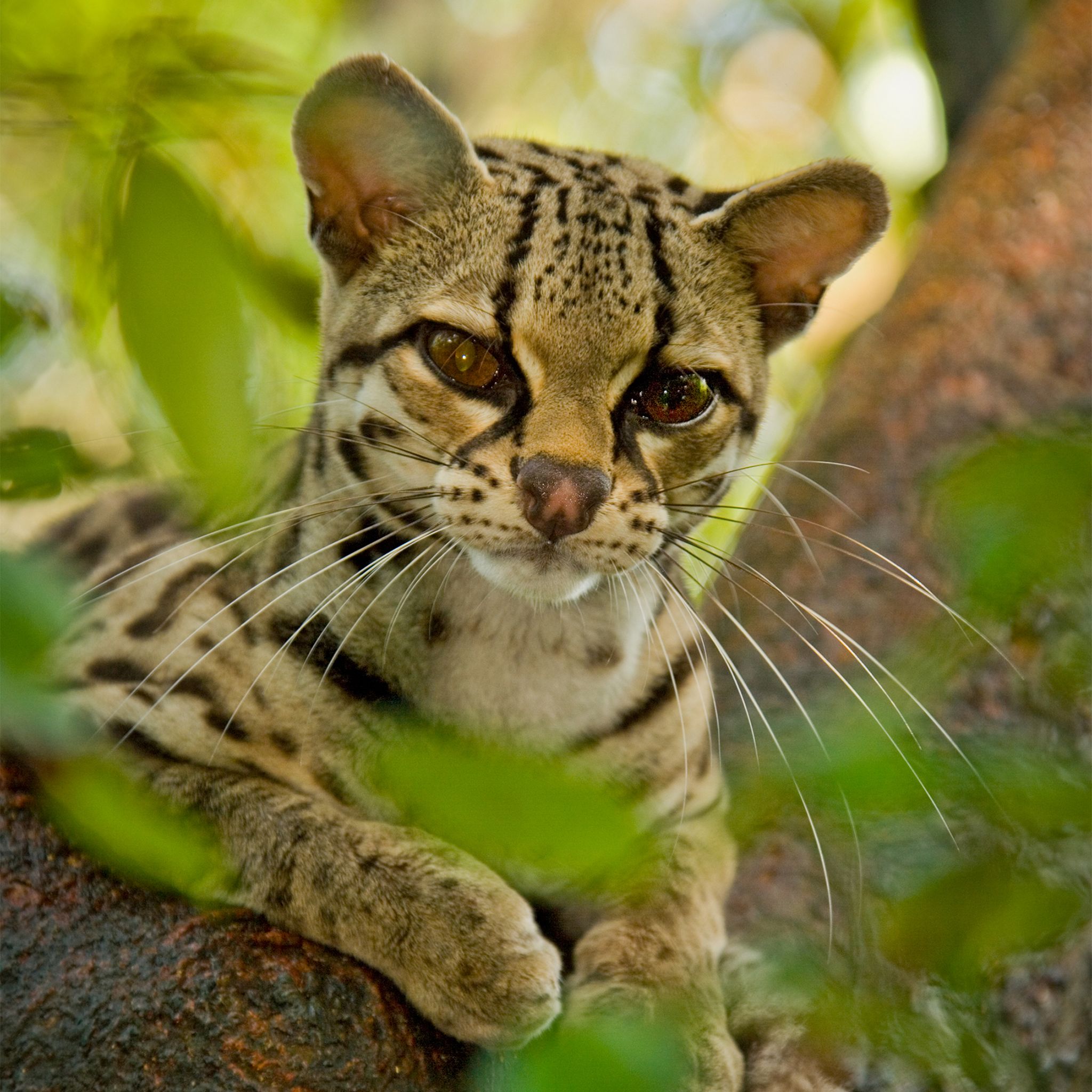 Un felino solitario y nocturno, vive principalmente en bosques verdes y caducos. © Tony Rath