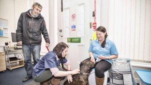 Trusty Paws: providing free veterinary care to dogs of the homeless and vulnerable
