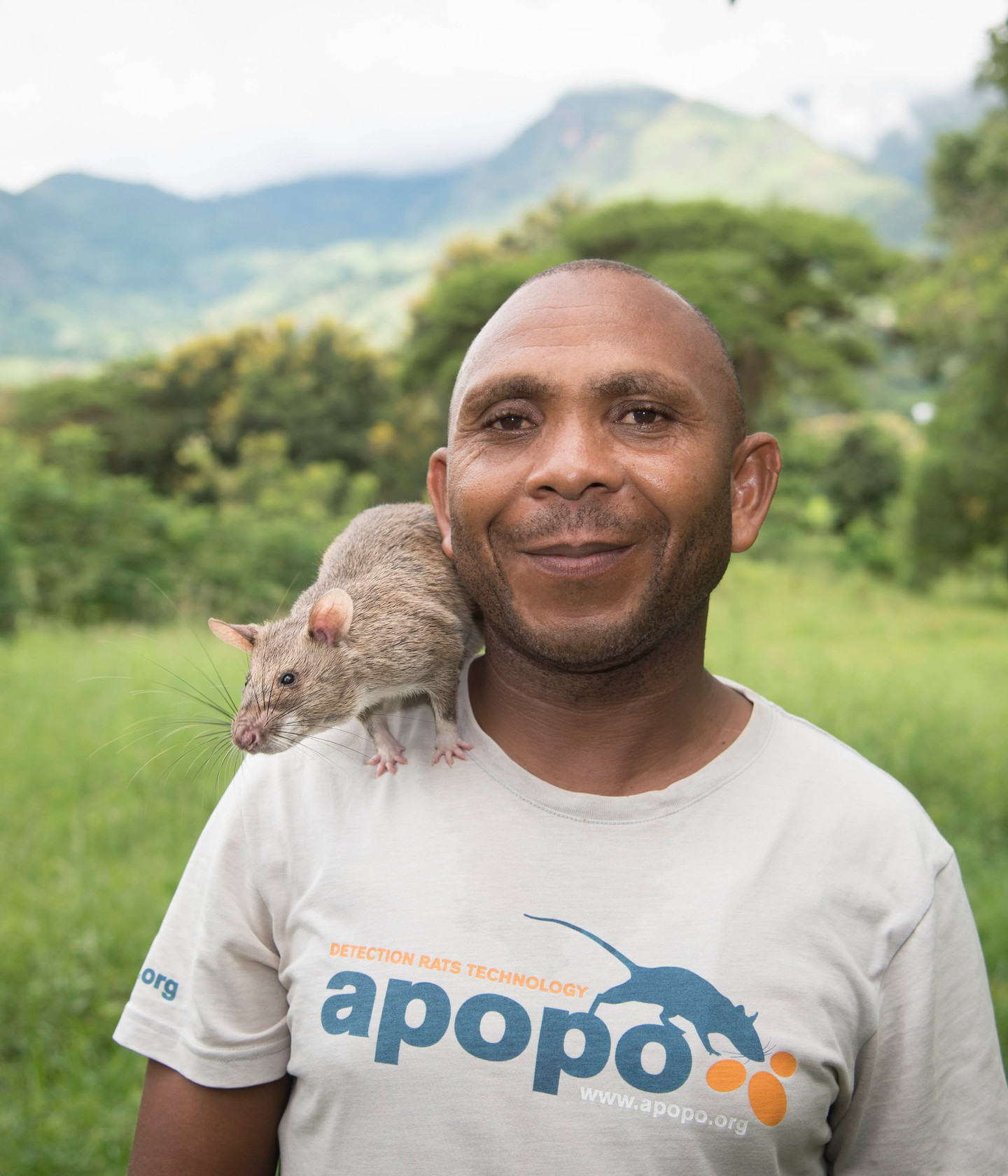 Shuri se graduó recientemente en la APOPO con honores, capacitándola en detección de minas terrestres. Con un destello de sus bigotes, Shuri ayudará a olfatear las minas terrestres en Angola, uno de los lugares más afectados por las minas en el mundo.