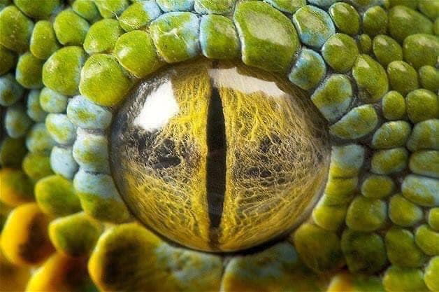 This python’s eye looks prehistoric.