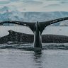 How protecting whales could be our best defence against climate change