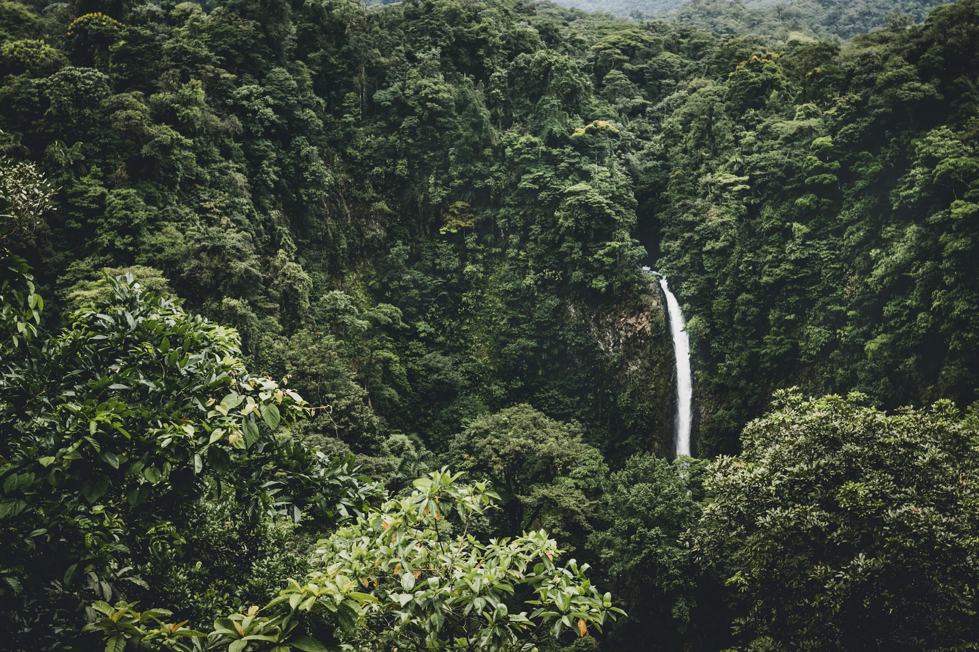 Pero entonces llegaron los madereros. Los bosques se desbrozaron mientras las cuadrillas de leñadores convertían libremente los recursos naturales de Costa Rica en beneficios.