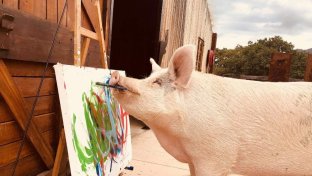 Meet Pigcasso the painting pig: challenging the way we see farm animals