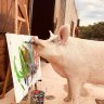 Meet Pigcasso the painting pig: challenging the way we see farm animals